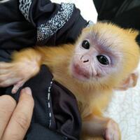 monkey-lover-primata