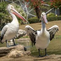 new-pendopo-sony-alpha---part-2