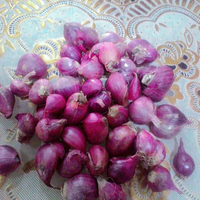 bawang-merah-super-brebes-no-tipu2