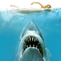 seperti-di-film-jaws-pria-ini-tewas-diserang-hiu-saat-berselancar