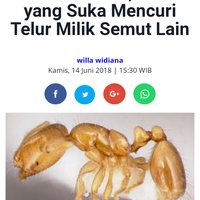 gak-cuma-penjahat-di-film-sherina-ternyata-hewan-ini-juga-bisa-menculik-lho