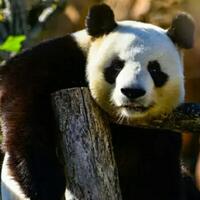kebun-binatang-australia-suguhi-video-porno-kepada-dua-panda-untuk-apa