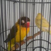 lovebird-lovers---part-1