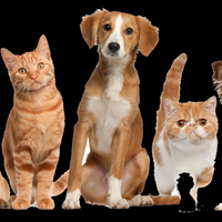 coc-pamerin-pets-lo-dan-kasih-tips-perawatannya-aslinyalo