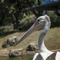 new-pendopo-sony-alpha---part-2