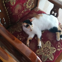 fantastis-inilah-5-ras-kucing-termahal-di-dunia