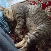 fantastis-inilah-5-ras-kucing-termahal-di-dunia