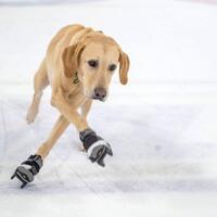 inget-airbud-ini-anjing-pertama-yang-main-ice-skating