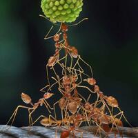 apa-salahnya-belajar-moral-positif-dari-binatang-binatang-ini