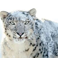 5-hewan-ini-konon-punya-kekuatan-spiritual-yang-dekatkan-manusia-dengan-alam