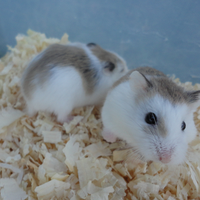 new-hamster-lovers---part-3