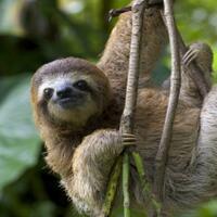 6-fakta-sloth-binatang-lambat-yang-jago-berenang