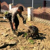 anjing-pelacak-temukan-mayat-tertimbun-lumpur-di-petobo-palu