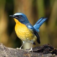 manfaat-luar-biasa-minyak-ikan-untuk-burung-peliharaan-anda