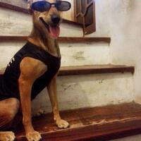 coc-pets---omill---anjing-kesayangan-ane-aslinyalo