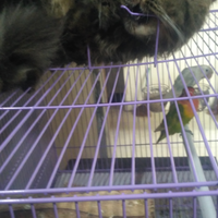 coc-pamerin-pets-lo-dan-kasih-tips-perawatannya-aslinyalo