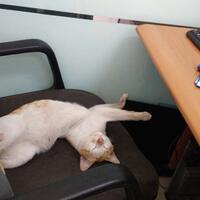 coc-pets-biar-pelihara-kucing-makin-berfaedah-simak-tips-berikut-aslinyalo