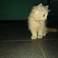 coc-pets-biar-pelihara-kucing-makin-berfaedah-simak-tips-berikut-aslinyalo