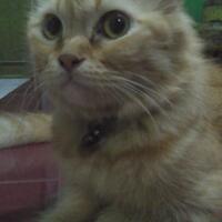 coc-pets-biar-pelihara-kucing-makin-berfaedah-simak-tips-berikut-aslinyalo