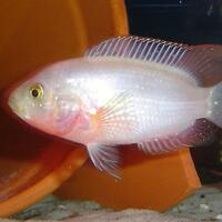 pink-jack-dempsy-cichlid