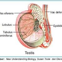 ga-cuma-bersaing-intip-perjuangan--lika-liku-jutaan-sel-sperma-meraih-sel-telur