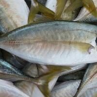 ternyata-kandungan-nutrisi-ikan-kembung-justru-lebih-tinggi-daripada-salmon