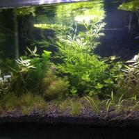 aquascape-for-everyone-learning-and-sharing---part-3