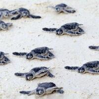 lebih-dari-60-persen-spesies-penyu-punah-atau-terancam-punah