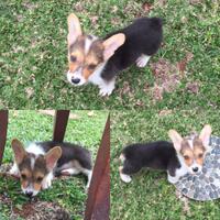 pencinta-welsh-corgi