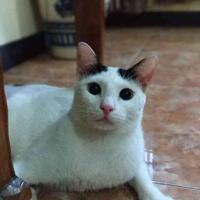 coc-pets-lakukan-hal-berikut-agar-kucing-lo-sehat--terawat-aslinyalo