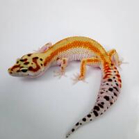 coc-pets-mari-mengenal-leopard-gecko-dan-tips-merawatnya-aslinyalo