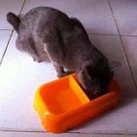 coc-pets-si-puss-apa-yang-masuk-adalah-gambaran-apa-yang-keluar-aslinyalo
