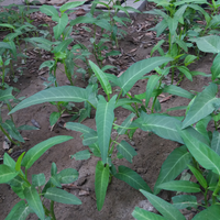 event-coc-langkah---langkah-menanam-dan-merawat-kangkung-aslinyalo