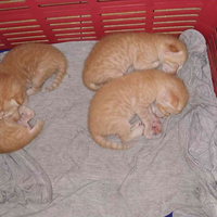 coc-pets-cara-ane-merawat-kucing-kampung-layaknya-kucing-ras-aslinyalo