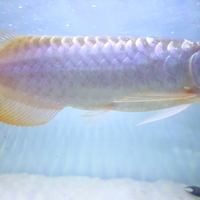 arowana--new-thread----part-1