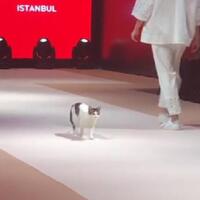 ini-baru-catwalk-ada-kucing-ikutan-jadi-model