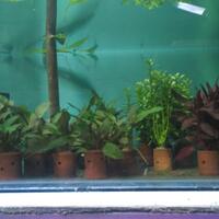 aquascape-for-everyone-learning-and-sharing---part-3