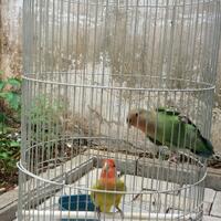 lovebird-lovers---part-1
