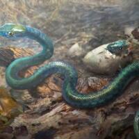 penemuan-berharga-seekor-ular-purba-quotmembeku-di-dalam-waktuquot-selama-jutaan-tahun