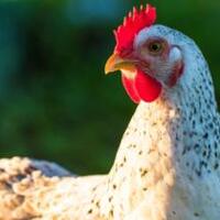 perusahaan-yang-memproduksi-chicken-nuggets-tanpa-menyembelih-ayam