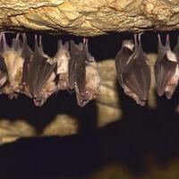 riset-kemenkes-sebut-2-spesies-kelelawar-bisa-tularkan-penyakit-otak