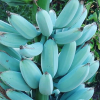 blue-java-banana-pisang-biru-selembut-es-krim-vanila