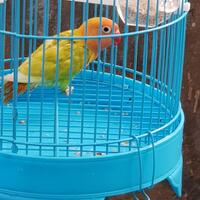 lovebird-lovers---part-1