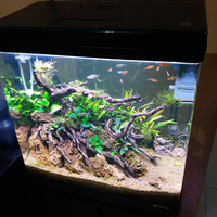 aquascape-for-everyone-learning-and-sharing---part-3