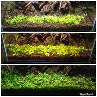 aquascape-for-everyone-learning-and-sharing---part-3