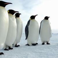 punya-satu-pasangan-seumur-hidup-ini-5-hewan-paling-setia-di-dunia