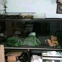 inilah-9-ikan-yang-bercampur-namanya-dengan-hewan-lain-gan