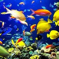 inilah-9-ikan-yang-bercampur-namanya-dengan-hewan-lain-gan