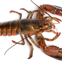 wow--lobster-berwarna-yg-langka--keren