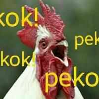 sandiaga-uno-beli-ayam-jago-diberi-nama-owi--owo